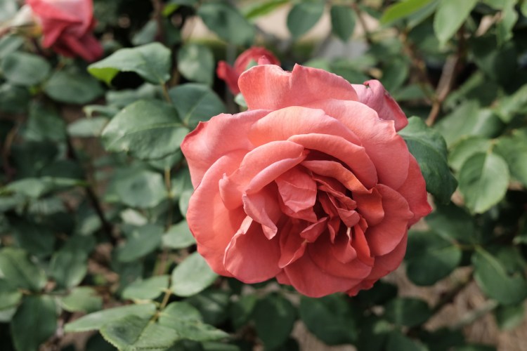 写真 2017-05-12 14 14 14