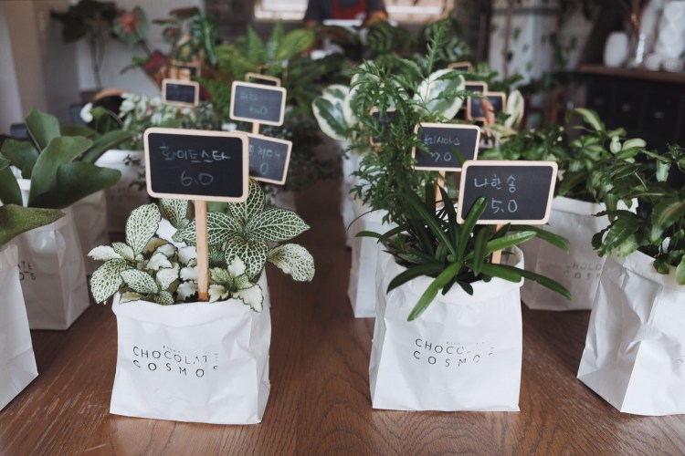 延禧洞CHOCOLATE COSMOS植物盆栽