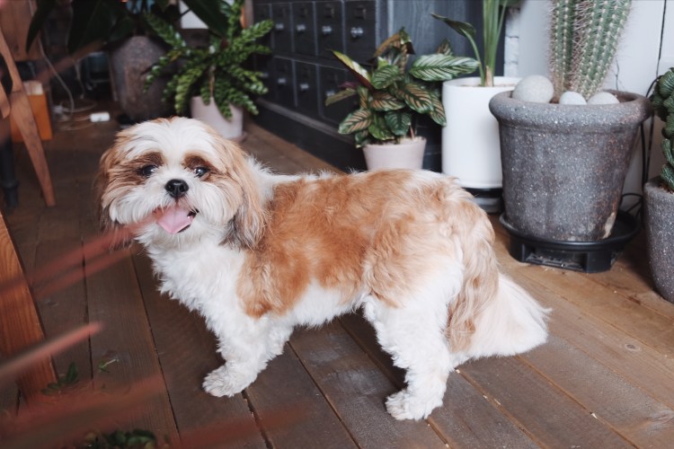 延禧洞CHOCOLATE COSMOS店狗