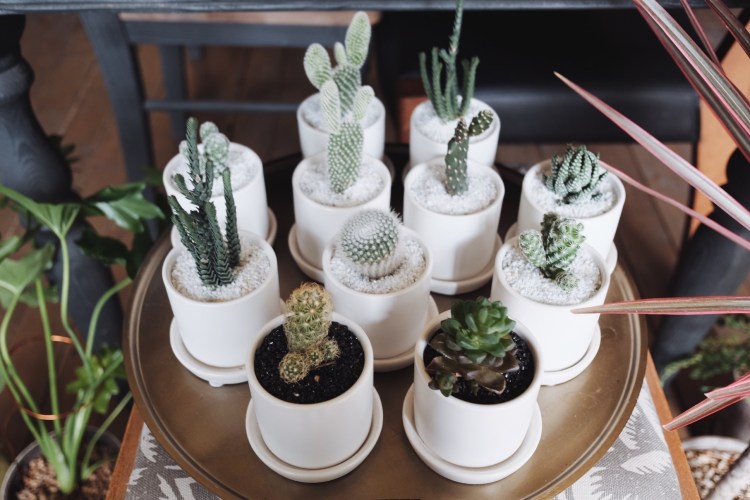 延禧洞CHOCOLATE COSMOS植物