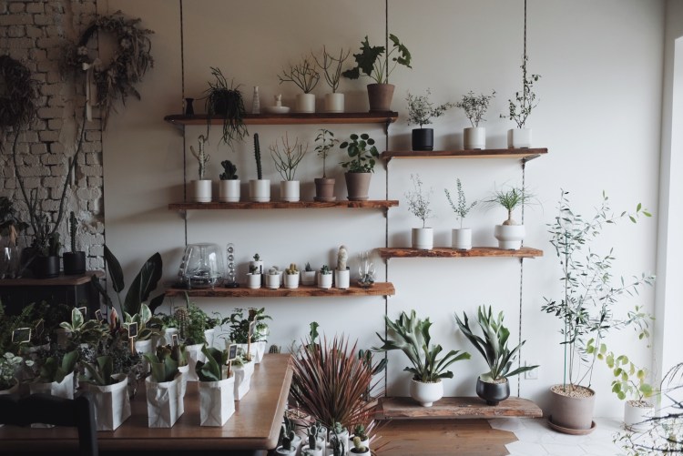 延禧洞CHOCOLATE COSMOS植物