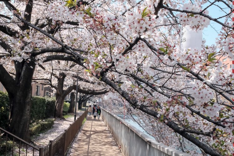 門前仲町深川櫻花