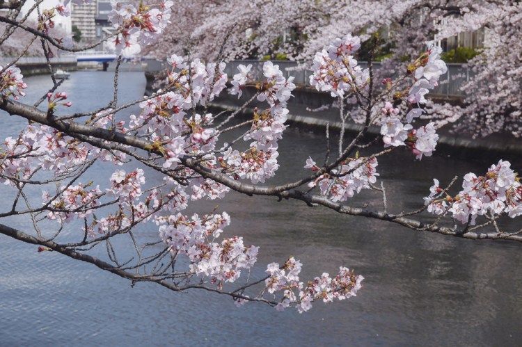 門前仲町深川櫻花滿開