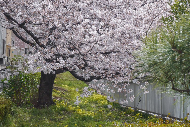 門前仲町深川櫻花樹