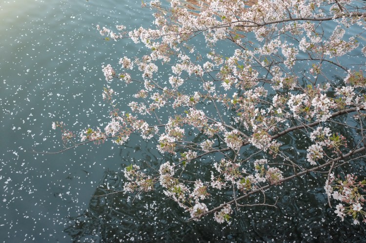 門前仲町櫻花落下