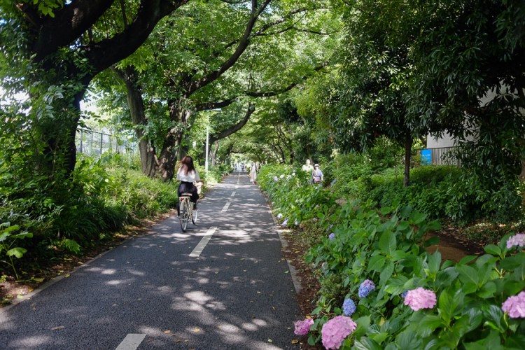 多摩湖自行車道路（多摩湖自転車道路）