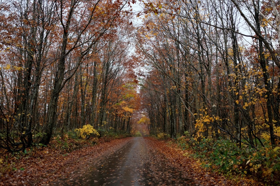 秋田乳頭溫泉鄉秋天